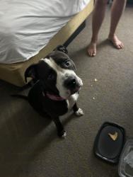Found/Stray Female Dog last seen Taco Bell, Madison, WI 53704