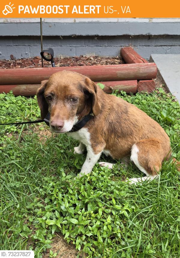 Found/Stray Female Dog last seen Near between oakwood/raven, US-460, VA 24551