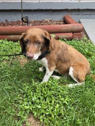 Found/Stray Female Dog last seen Near between oakwood/raven, US-460, VA 24551