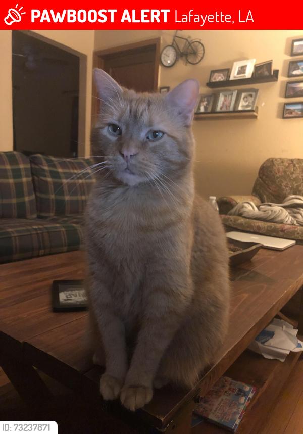 Lost Male Cat last seen Metairie Ct and Sawannee Dr, Lafayette, LA 70503