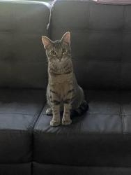 Lost Male Cat last seen Near New Dallas Hwy, Lacy Lakeview, TX 76705