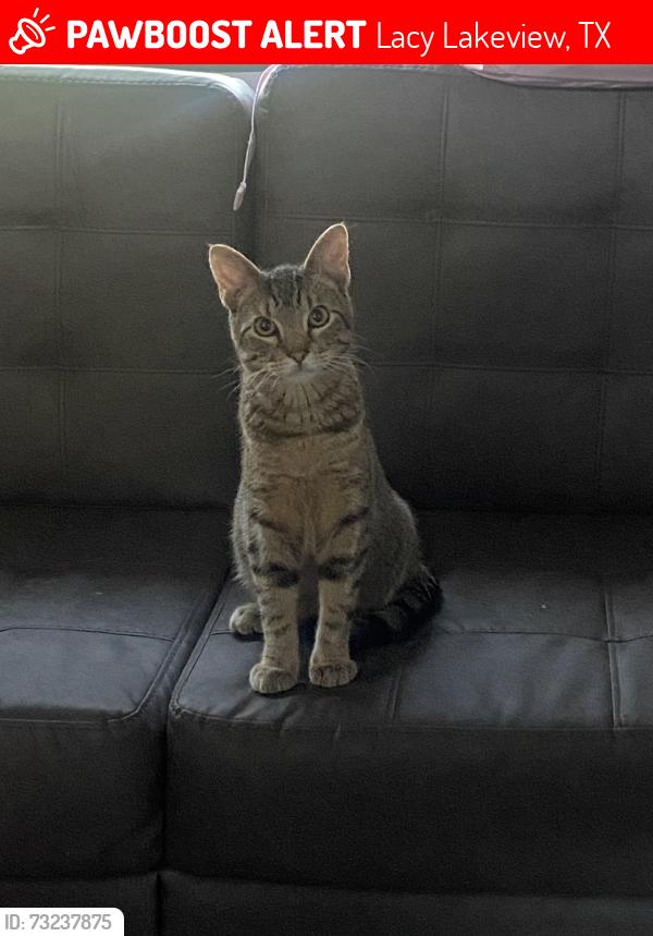 Lost Male Cat last seen Near New Dallas Hwy, Lacy Lakeview, TX 76705