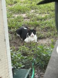 Found/Stray Unknown Cat last seen Wright Street and Valley Drive, Daytona Beach, FL 32117