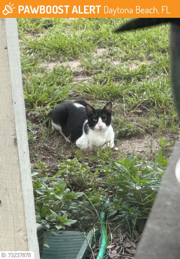 Found/Stray Unknown Cat last seen Wright Street and Valley Drive, Daytona Beach, FL 32117