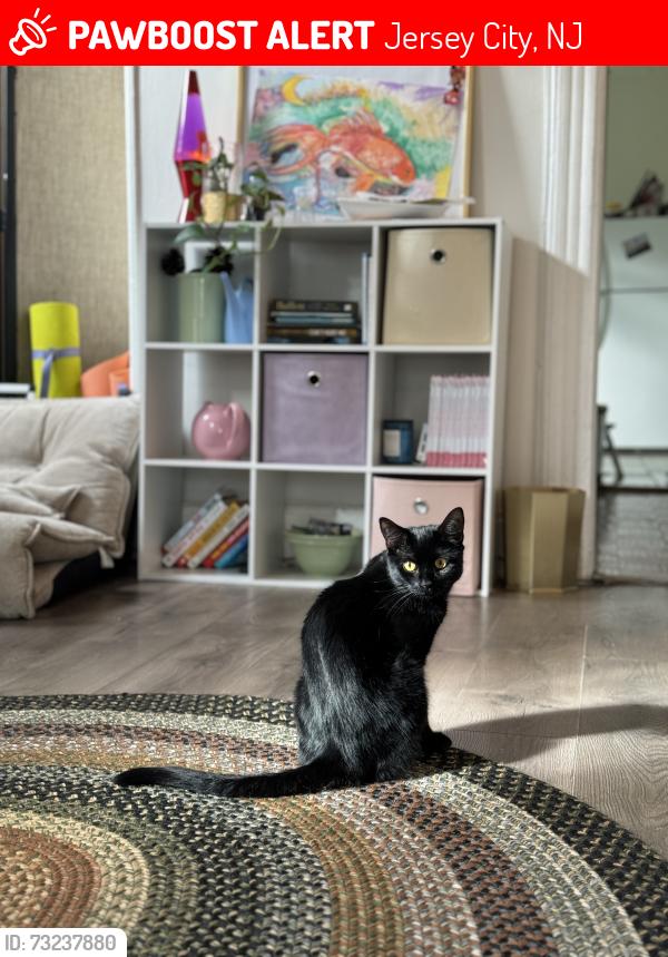 Lost Male Cat last seen Danforth Plaza, Jersey City, NJ 07305