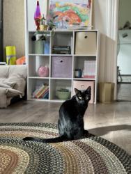 Lost Male Cat last seen Danforth Plaza, Jersey City, NJ 07305
