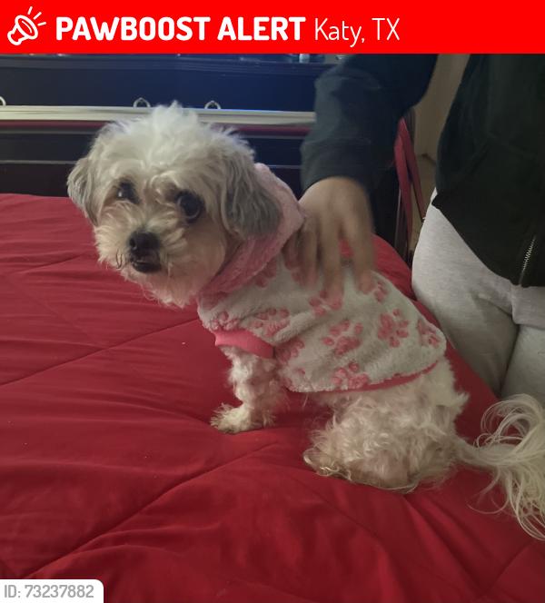 Lost Female Dog last seen Lone Cypress neighborhood, Katy, TX 77449