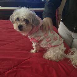 Lost Female Dog last seen Lone Cypress neighborhood, Katy, TX 77449