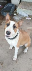 Reunited Male Dog last seen Zarzamora and malone, San Antonio, TX 78225