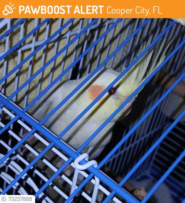 Found/Stray Unknown Bird last seen Sheridan and Flamingo, Cooper City, FL 33026