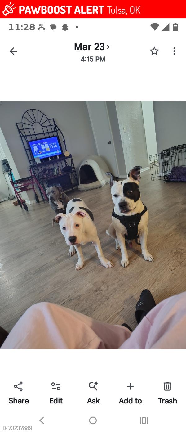 Lost Male Dog last seen Braden Street and 47th Place East, Tulsa, OK 74135