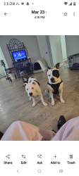 Lost Male Dog last seen Braden Street and 47th Place East, Tulsa, OK 74135