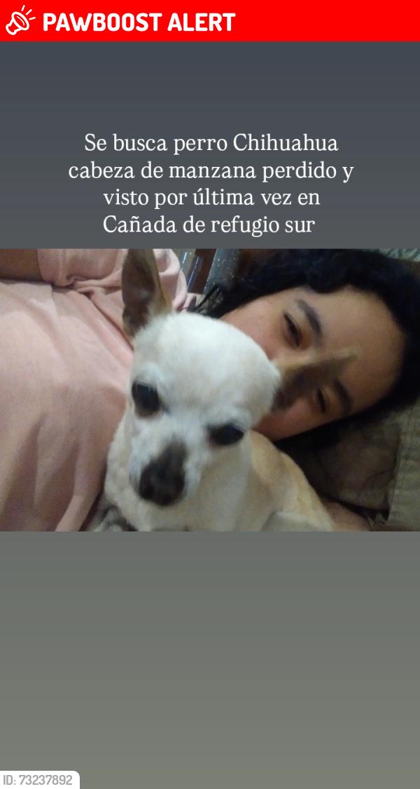 Lost Male Dog last seen Cañada del refugio sur, León de los Aldama, Gto. 37358