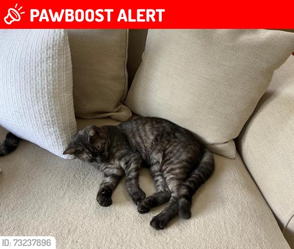 Lost Female Cat last seen West hill road, Greater London, England 