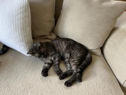 Lost Female Cat last seen West hill road, Greater London, England 