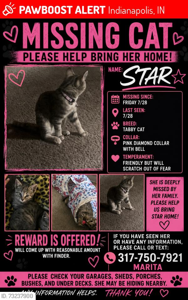 Lost Female Cat last seen E Franklin Rd, Indianapolis, IN 46219