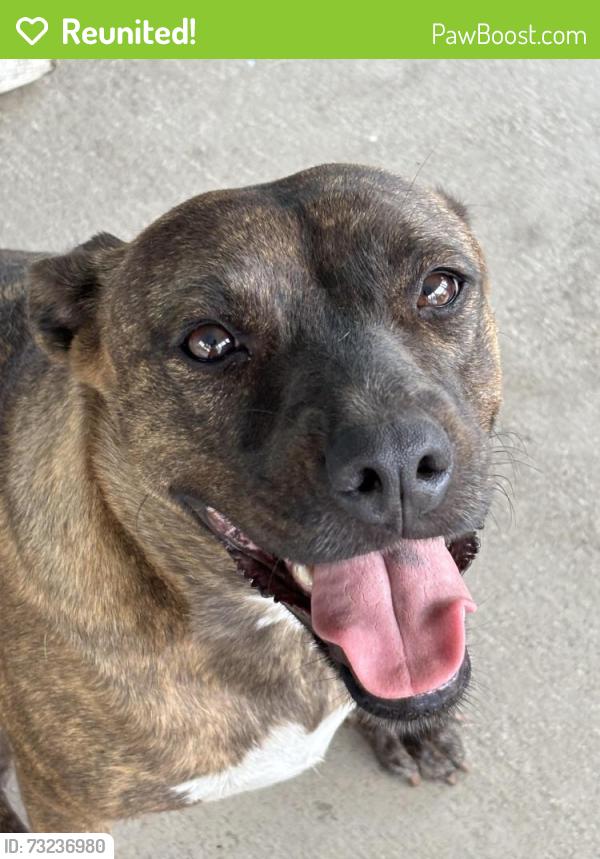 Reunited Female Dog last seen Campbell drive by the Home Depot, Homestead, FL 33033