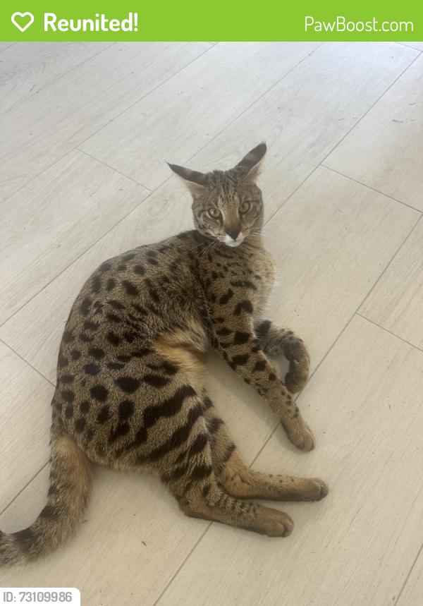Reunited Male Cat last seen Como Johns. Last seen Granville/Flamingo 7/8/26, Port Charlotte, FL 33948