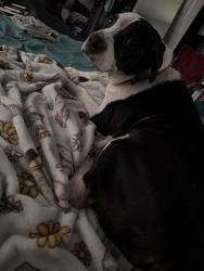 Found/Stray Male Dog last seen Strawberry Plains Pike & John Sevier, Strawberry Plains, TN 37871