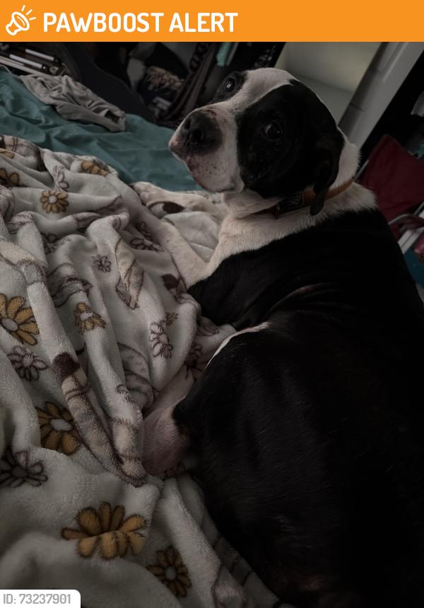 Found/Stray Male Dog last seen Strawberry Plains Pike & John Sevier, Strawberry Plains, TN 37871
