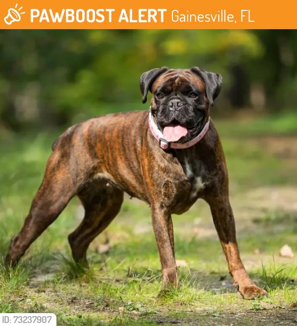 Found/Stray Unknown Dog last seen Near W University Ave, midway down from the Tower Road intersection, Gainesville, FL 32607