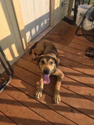 Found/Stray Male Dog last seen MacArthur and W. Simmons, Edmond, OK 73025