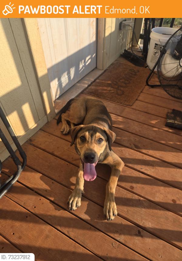 Found/Stray Male Dog last seen MacArthur and W. Simmons, Edmond, OK 73025