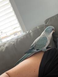 Lost Unknown Bird last seen Near the Miami airport, Miami, FL 33125
