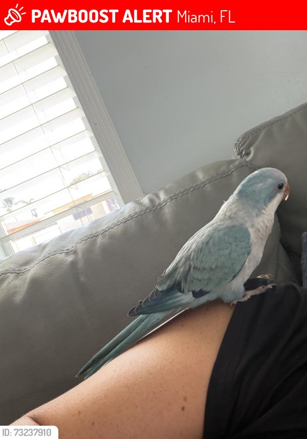 Lost Unknown Bird last seen Near the Miami airport, Miami, FL 33125