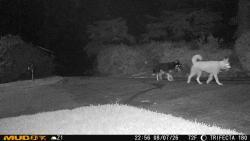 Found/Stray Unknown Dog last seen Near Old Kanuga Rd, Hendersonville, NC 28739