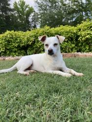 Lost Male Dog last seen Daniel rd, Villa Rica, GA 30180