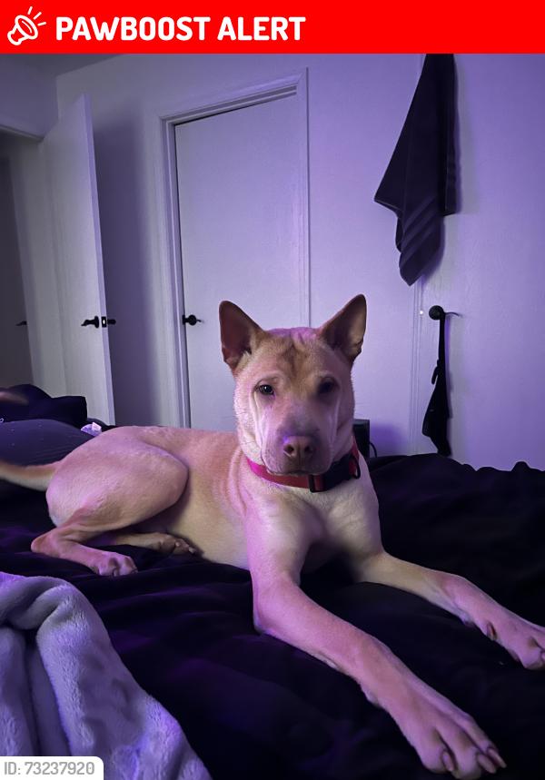 Lost Male Dog last seen Railroad crossing, Canal Winchester, OH 43110