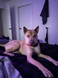 Lost Male Dog last seen Railroad crossing, Canal Winchester, OH 43110