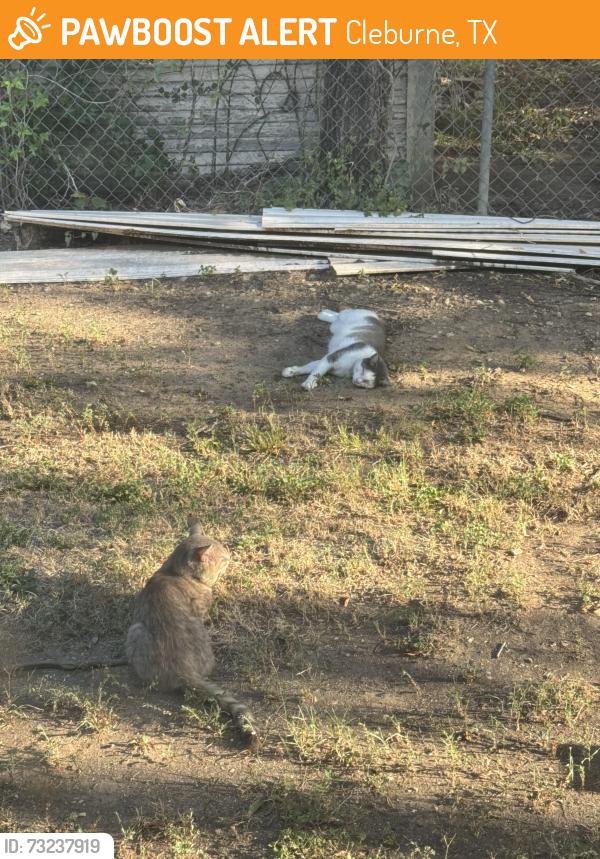 Found/Stray Unknown Cat last seen Guinn Justice, Cleburne, TX 76033