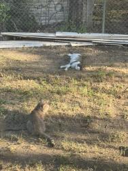 Found/Stray Unknown Cat last seen Guinn Justice, Cleburne, TX 76033
