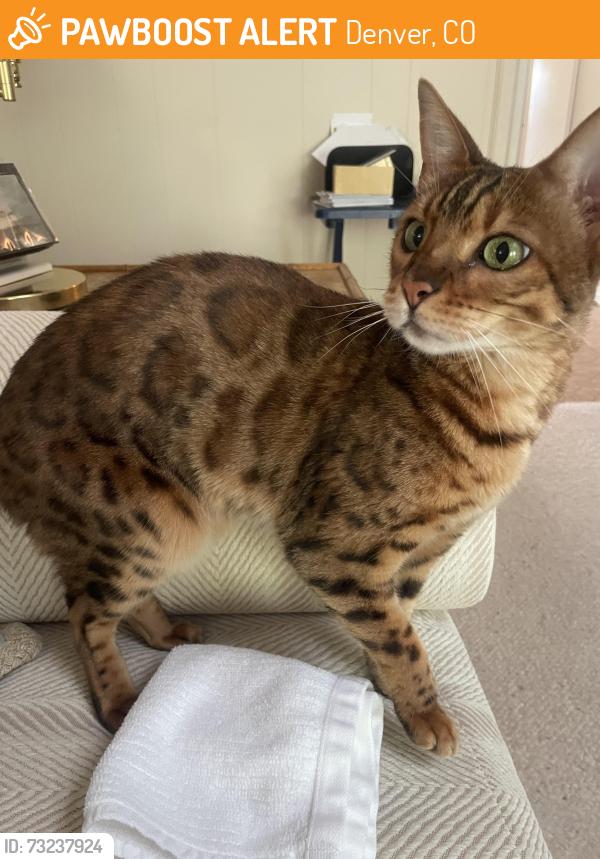 Found/Stray Unknown Cat last seen University blvd, Denver, CO 80210