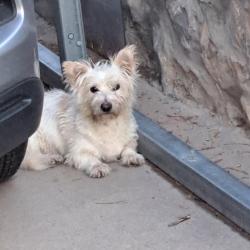 Reunited Male Dog last seen McCombs & Sun Valley, El Paso, TX 79924