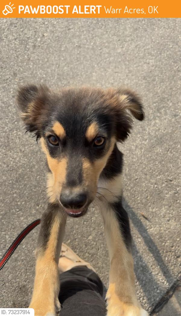 Found/Stray Male Dog last seen North Hammond between 54th & 56th St, Warr Acres, OK 73122