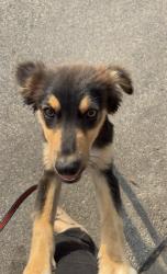 Found/Stray Male Dog last seen North Hammond between 54th & 56th St, Warr Acres, OK 73122