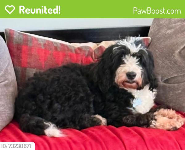Reunited Female Dog last seen Cornwall Bridge Road, Sharon, CT 06069