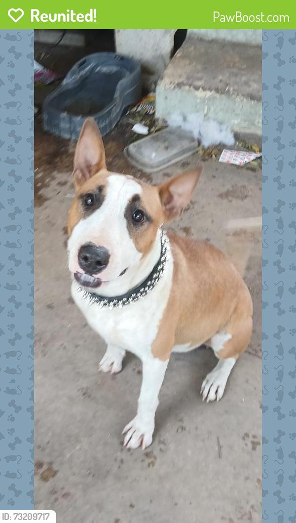 Reunited Male Dog last seen Zarzamora and malone, San Antonio, TX 78225