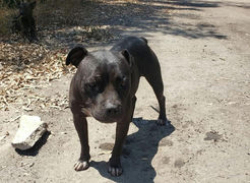 Found/Stray Unknown Dog last seen Tulare CA, Tulare, CA 93274
