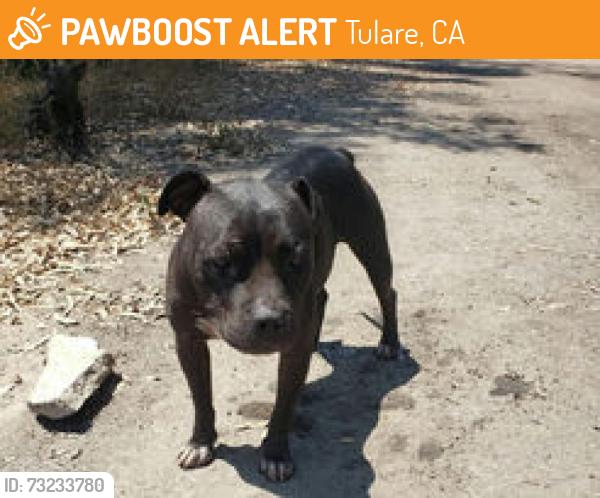 Found/Stray Unknown Dog last seen Tulare CA, Tulare, CA 93274