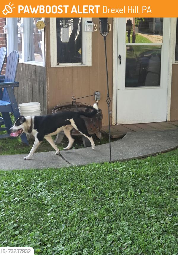 Found/Stray Male Dog last seen Cheswold and plumstead, Drexel Hill, PA 19026