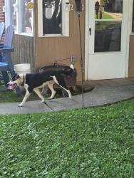Found/Stray Male Dog last seen Cheswold and plumstead, Drexel Hill, PA 19026