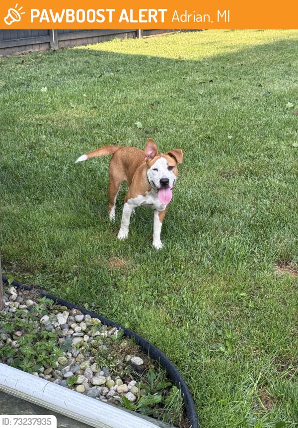 Found/Stray Female Dog last seen Treat hwy and Alan rd, Adrian, MI 49221