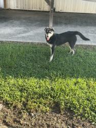 Found/Stray Unknown Dog last seen Cedar creek mobile homes, Greensboro, NC 27406