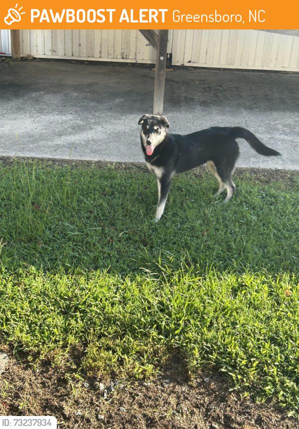 Found/Stray Unknown Dog last seen Cedar creek mobile homes, Greensboro, NC 27406