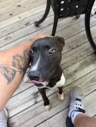 Found/Stray Female Dog last seen Heatherly Dr, Greenville, SC 29611