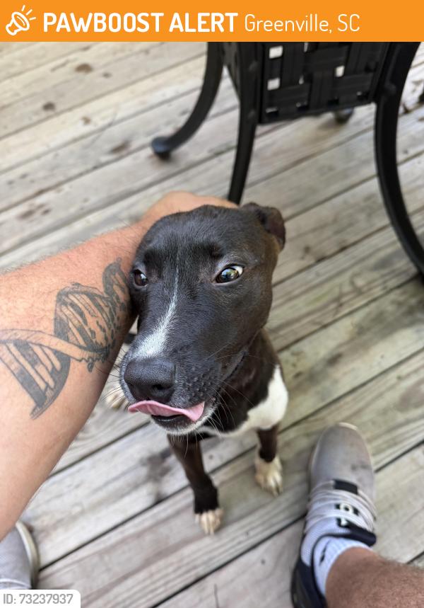 Found/Stray Female Dog last seen Heatherly Dr, Greenville, SC 29611